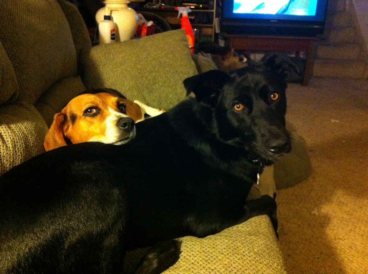 Lauren Synger tweet media