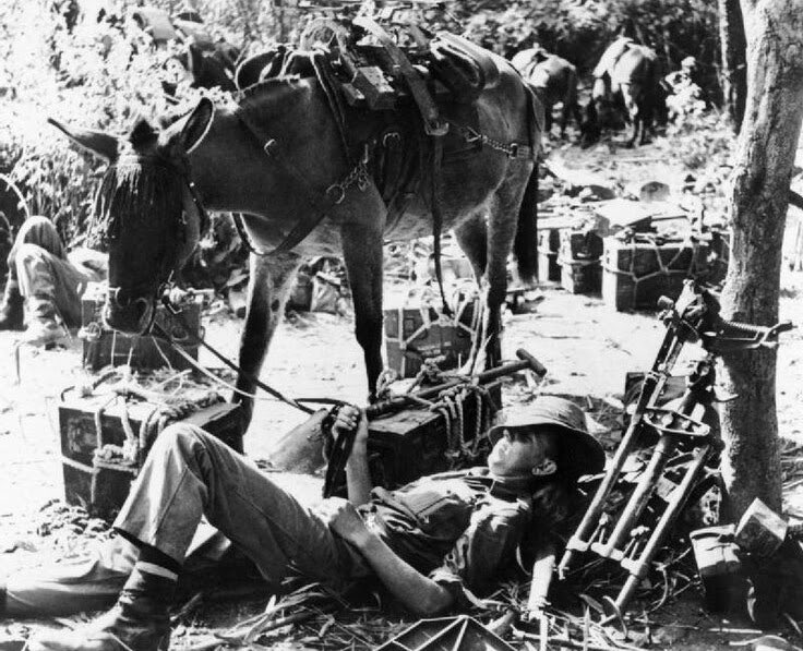 mcrmilhist's tweet photo. Tonight’s talk in #manchester is “The Mules of the 14th Army in Burma”

All are welcome!

Info here. https://t.co/uFVXLyfDRy 

#ww2 #burma #myanmar #14tharmy https://t.co/RFykk5PQew