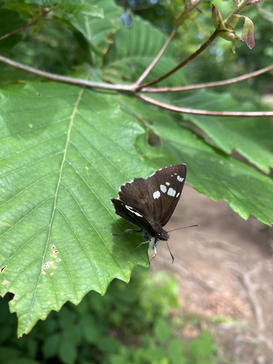mitakevc's tweet photo. 今日は御岳山気温20℃を超えてぽかぽか陽気で、いろいろなチョウが舞っていました♫写真が撮れたのはダイミョウセセリとスジグロシロチョウ🤳他にもカラスアゲハやモンキアゲハなども目の前をぱーっと飛んで行きました。
日が出るとたくさんのチョウが飛んでいて楽しいです♫
#御岳山
#mtmitake https://t.co/LtHjikNknR