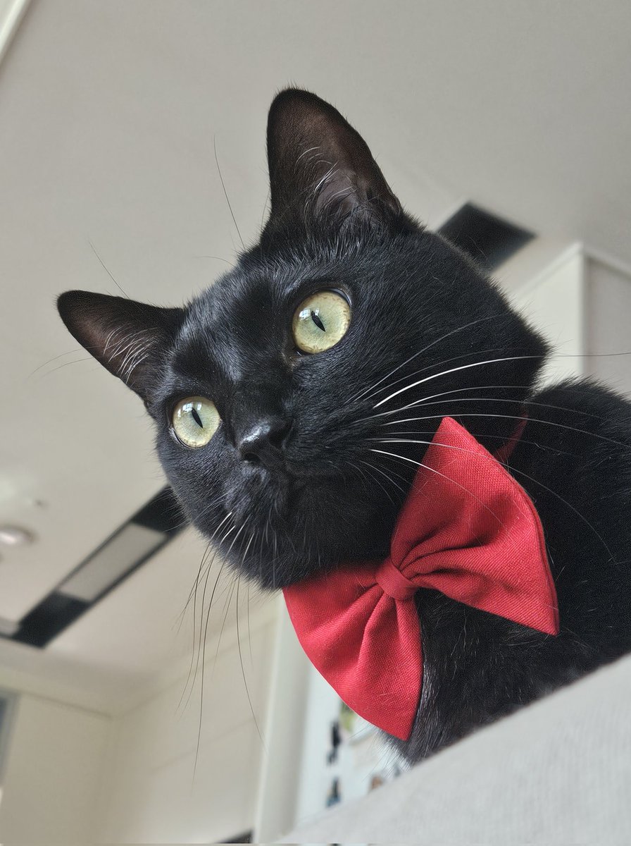 dotkavi's tweet image. 엣헴