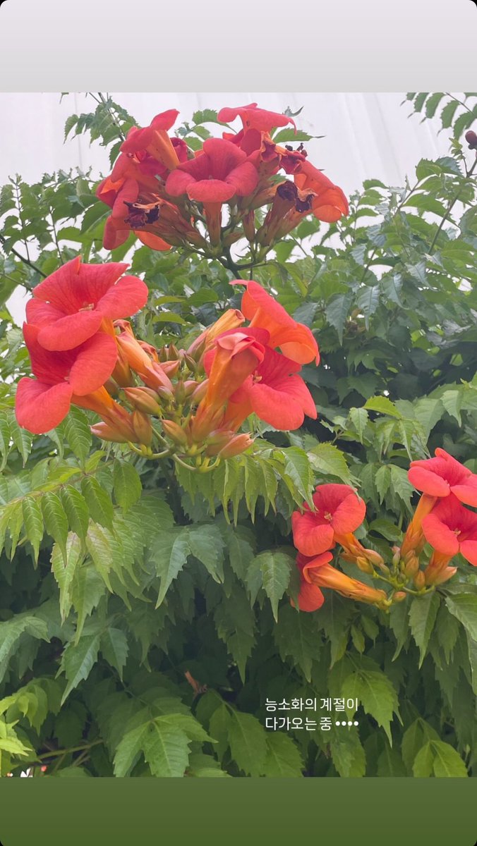 <INSTAGRAM STORY 240611>

능소화의 계절이 다가오는 중 ••••

 instagram.com/stories/claros…

#리나 #RINA #위키미키 #WekiMeki