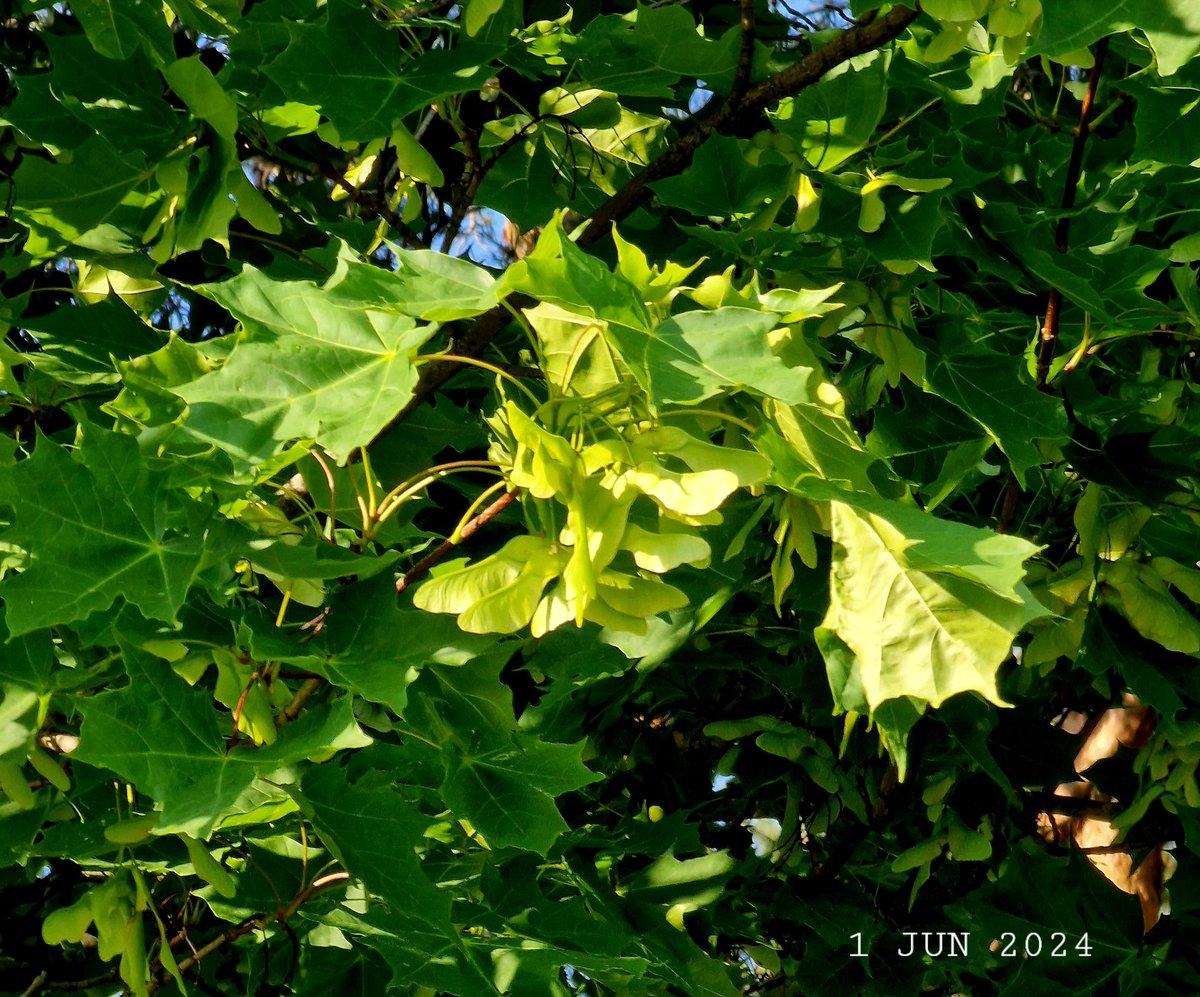 IDadzkov's tweet photo. Norwey maple samaras appeared. Skogslönn vingfrukter uppenbarar sig. Появились крылатки клёна остролистного.
#nature #summer #tree #NorweyMaple #samaras #skogslönn #vingfrukter #TreeFruitsPhoto https://t.co/W2xCxpnXLN