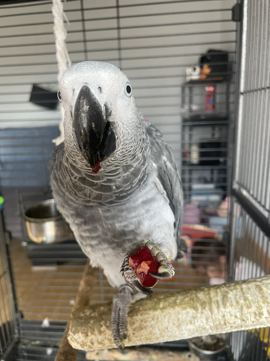 A las buenas cerezas mañaneras 🍒🍒🍒 #full #loro #yaco #lavida