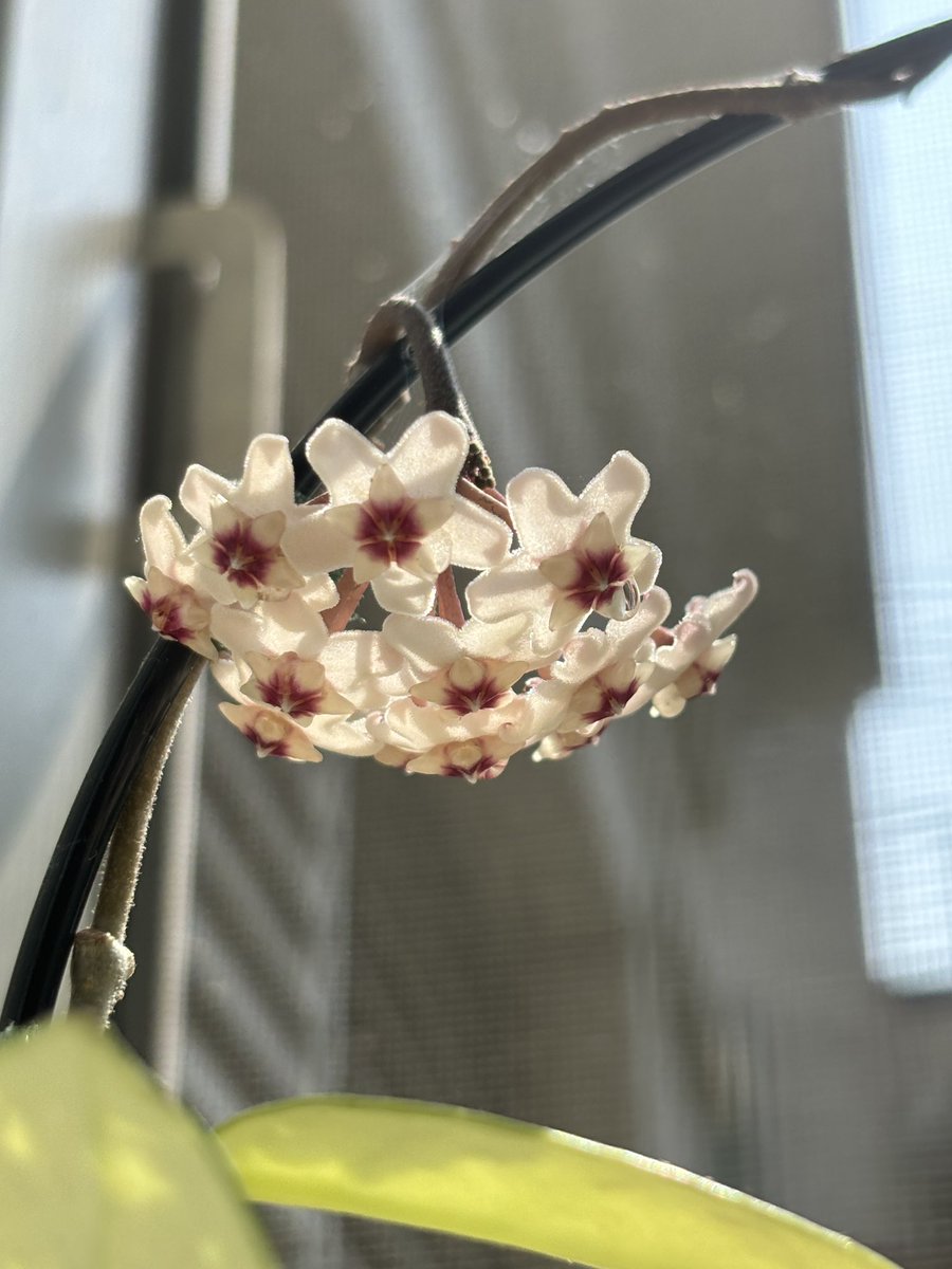 사카 트친소중! (@saka_plant) on Twitter photo 