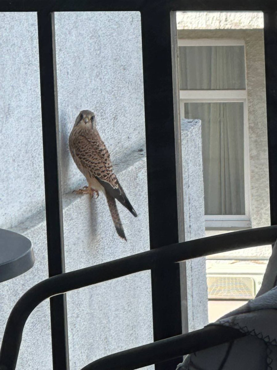 2 месяца назад мой парень снял квартиру на 13 этаже в самом оживленном районе Тбилиси и обнаружил на балконе это:
(Тред о том, как прямо сейчас у нас на балконе растут СОКОЛЯТА)