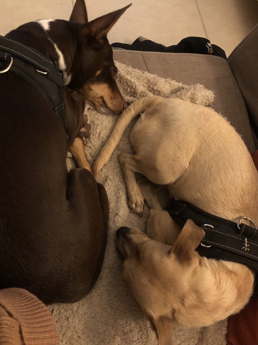 El yinyan de olerse el rabo 😍