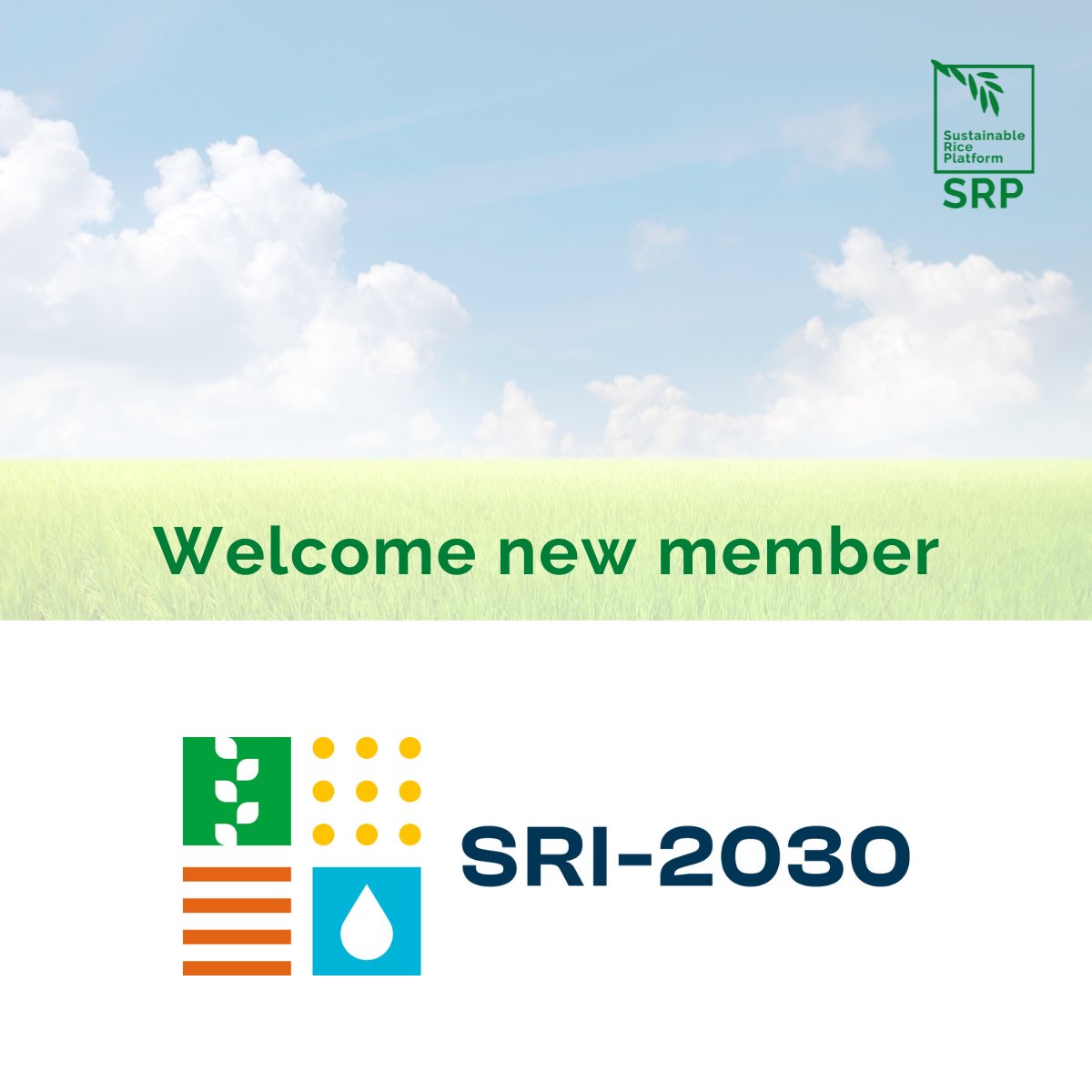 We are delighted to welcome <a href="/SRI_2030/">🌾 SRI-2030 🌏</a> to the SRP community! ✨ 

SRI-2030 is dedicated to expanding #sustainablerice practices &amp; coordinates the Sustainable Rice NDC Alliance, uniting countries to enhance their NDC commitments. 

Learn more at: sri-2030.org.