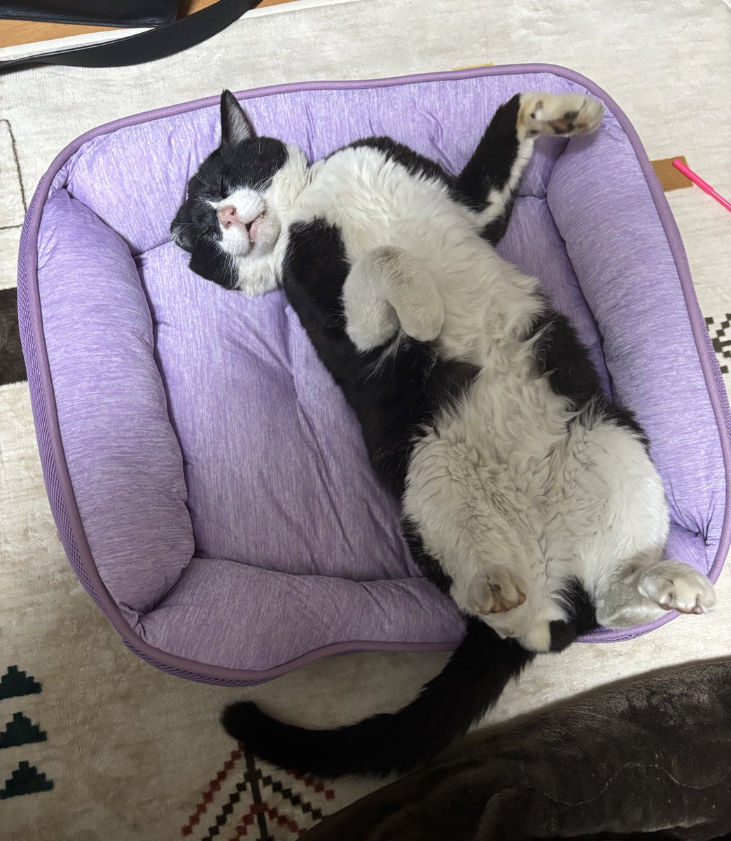 amkc_4nyanz's tweet photo. 犬派で猫に関心が無かった夫…。
はっちゃんと暮らすようになってからの変わりように笑ってしまう😂
                       ↓
「ムフフ…かわいい、かわい��ぎる😍」
「おっ、ここか？ここ撫でられるの好きなんだな😍」
「赤ちゃんみたい…我が家の天使😍」
「お前のこと守ってやるからな😍」 https://t.co/P6kXbhchyT
