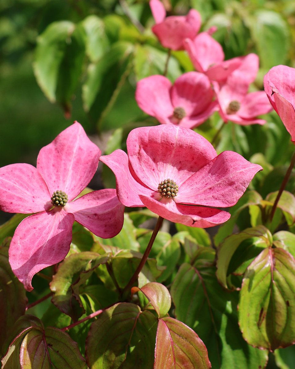 bordehillgarden's tweet photo. Today we are admiring the stunning #Cornus kousa flourishing throughout the Garden. These striking plants, commonly called #dogwoods, add colour to the landscape. The large, petal-like #bracts surround the true flowers, creating a spectacular display that captivates. https://t.co/WJcxWK9Aov