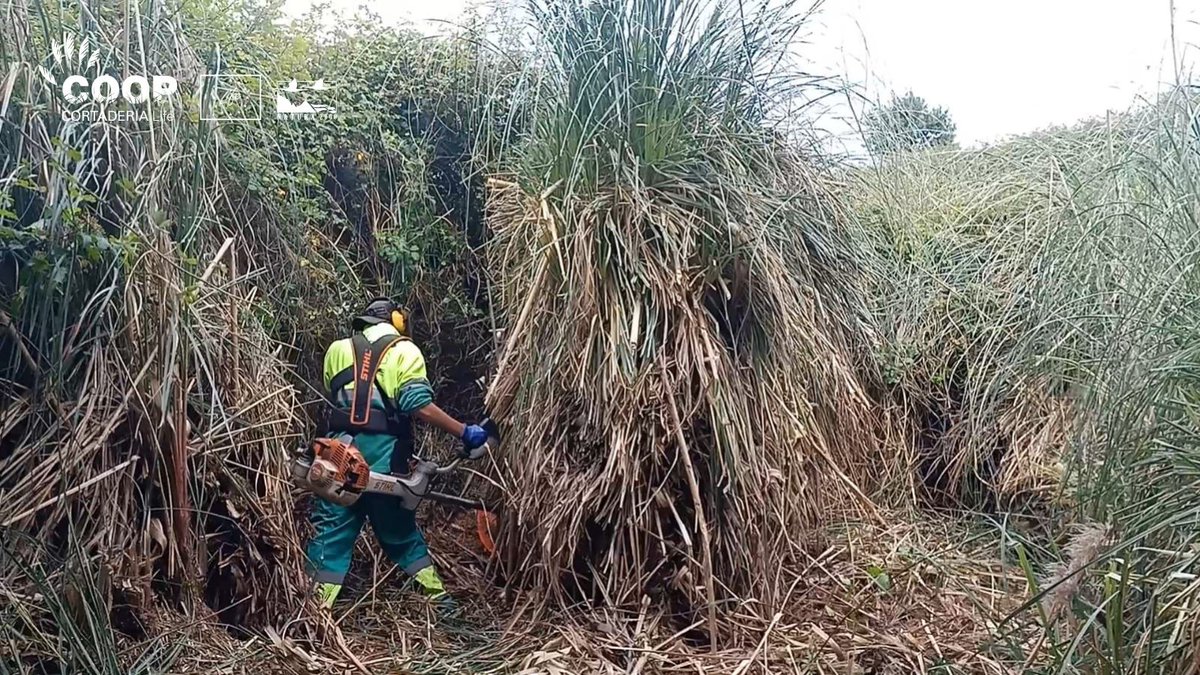 stopcortaderia's tweet photo. ☑️Nuestros compañeros y compañeras de @asociacionamica siguen creando una zona segura, libre de #plumeros, alrededor de la ZEC DUNAS DE LIENCRES Y ESTUARIO DEL PAS👀
👉¡Así, la posible lluvia de semillas 🌾al interior de la ZEC disminuirá considerablemente!
¡A por ello!🙌 https://t.co/fGd586c3QQ