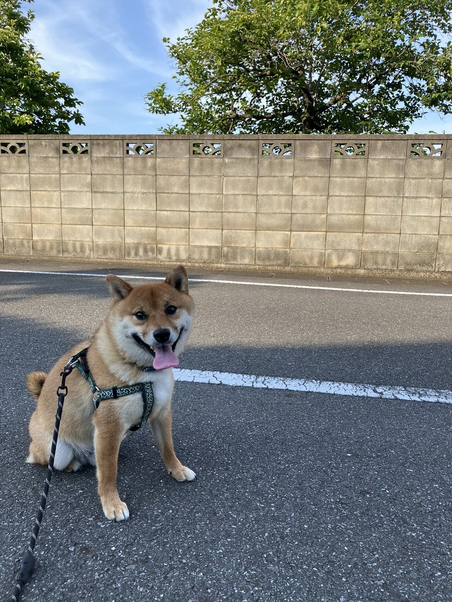 Fuka2465's tweet photo. #柴犬
暑いですね～☀️ https://t.co/FVsKnvad1u