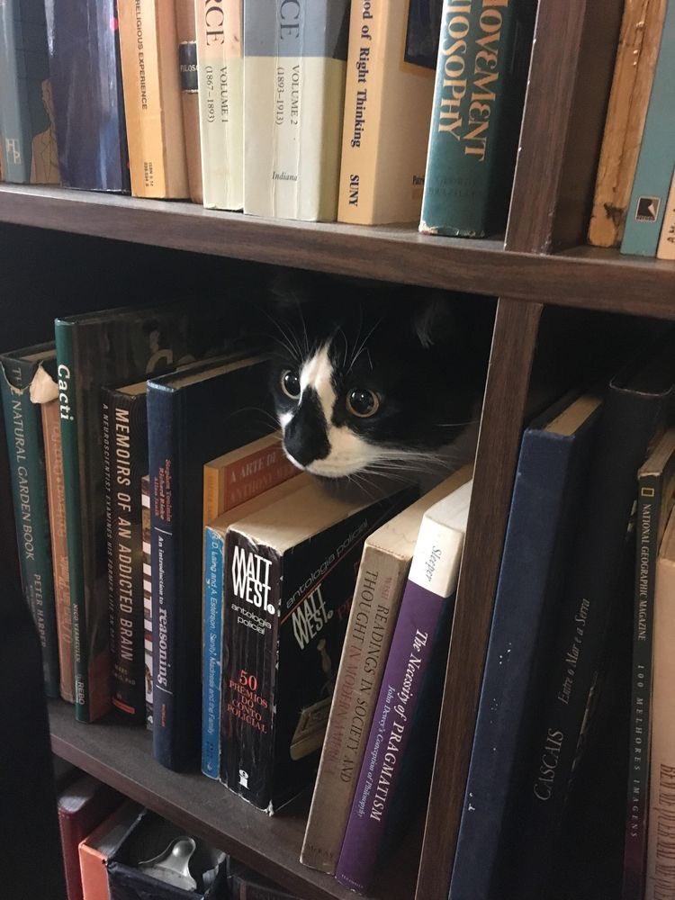 PunchingCat's tweet photo. shhhh this is a library https://t.co/cmVfaquwEy