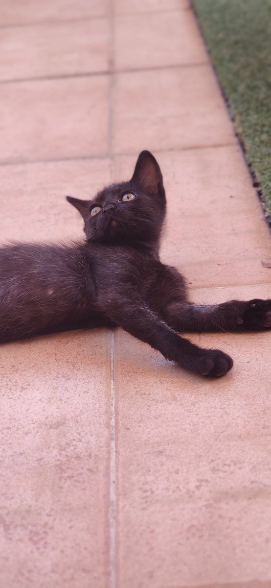 💔Nuestra Blackie sigue en un baño, sólo sale unas horas al día

😞Nadie pregunta por esta minipanterita juguetona

Buscamos adopción responsable, un hogar donde pueda corretear libremente

📧info@catmur.es
📱626925223
💚 Se agradece DIFUSIÓN

#adoptarsalvavidas
#adoptanocompres