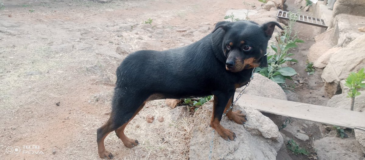 John1Sunday's tweet photo. For sale rottweiler female 2 years 400,000 naira only 
JOS plateau state JUTH LAMINGO 
INFO ME ON 08140942793
NOT HARD TO CONTROL https://t.co/Bf8Y9gk1zI