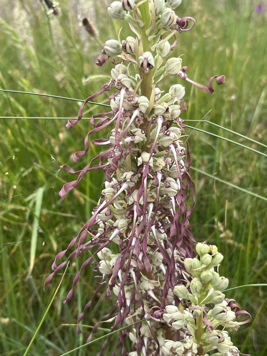 dcousins85's tweet photo. Delighted to find good numbers of Greater Streaked Shieldbug on Sunday at Sandwich Bay with @wjrpbp  and of course the amazing Lizard Orchids and Bedstraw Broomrape. Earlier we had been to Samphire Hoe, and saw the brilliant Trichius gallicus chafers. https://t.co/CqXF2ucITX