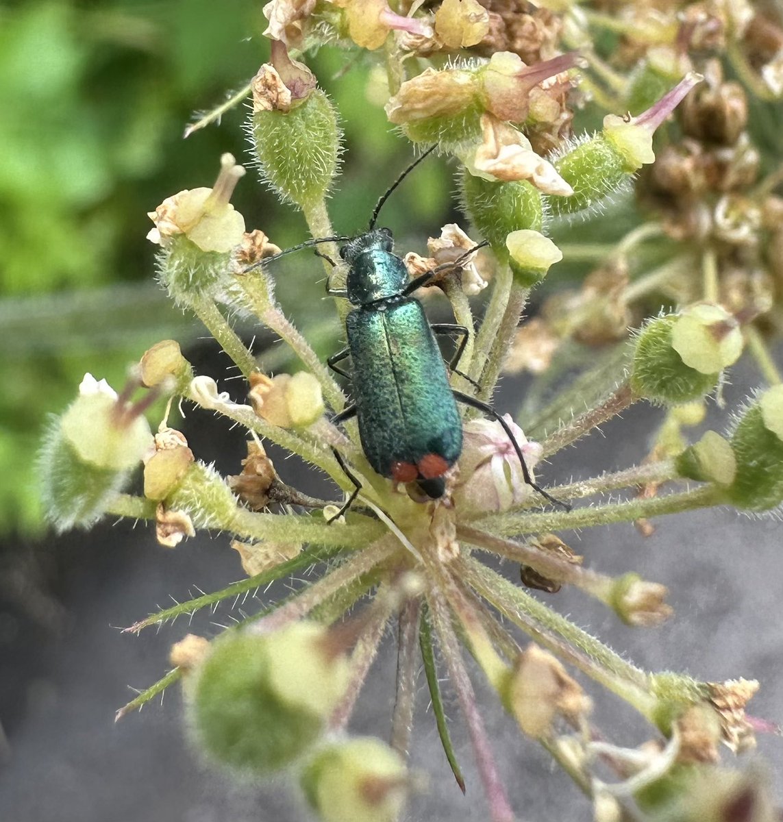 This mornings’ spot, whilst waiting in the train station wilderness, was a malachite beetle with a little red bum! I’m getting ready for the #GreatYorkshireCreatureCount this weekend