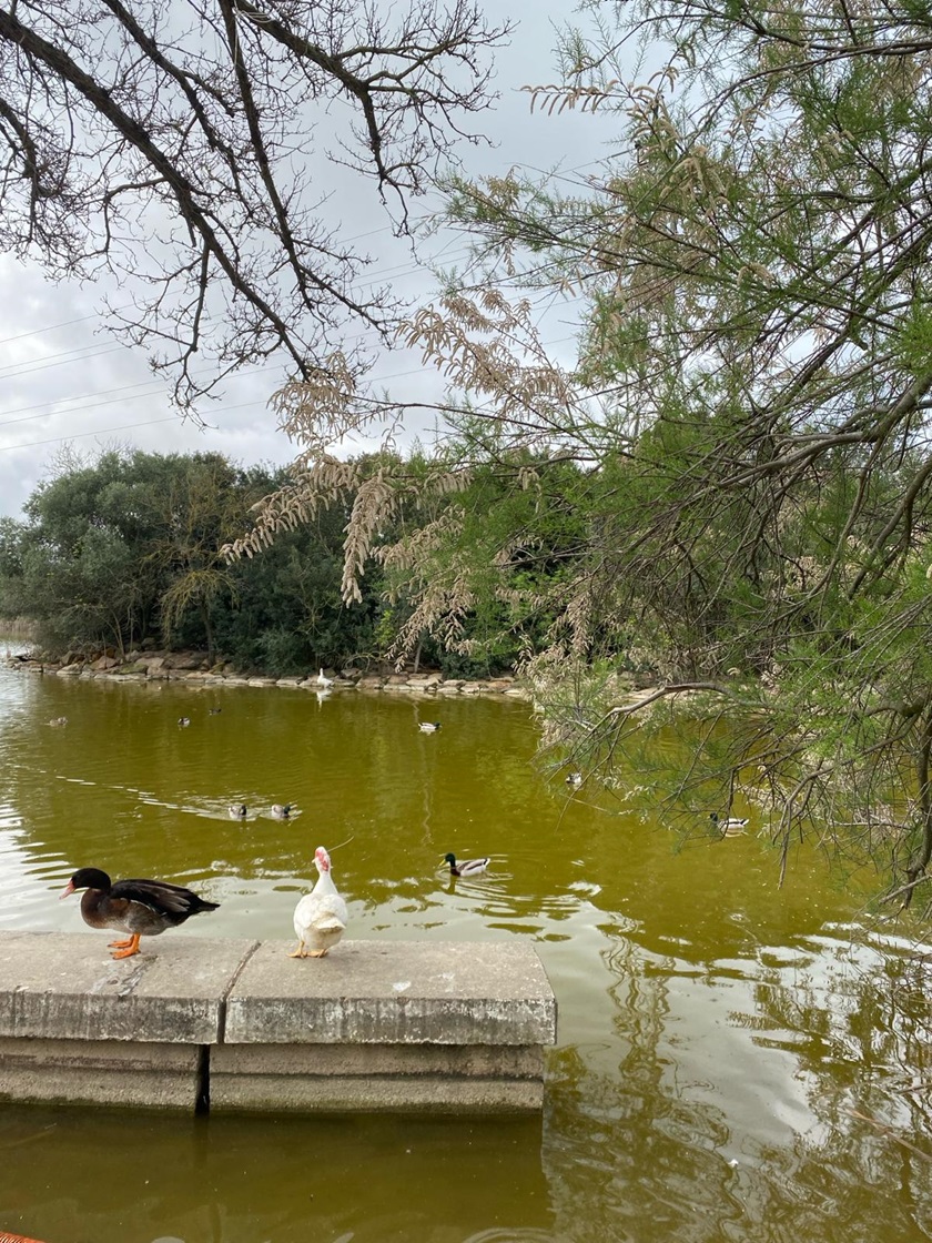 Parque del Alamillo tweet media