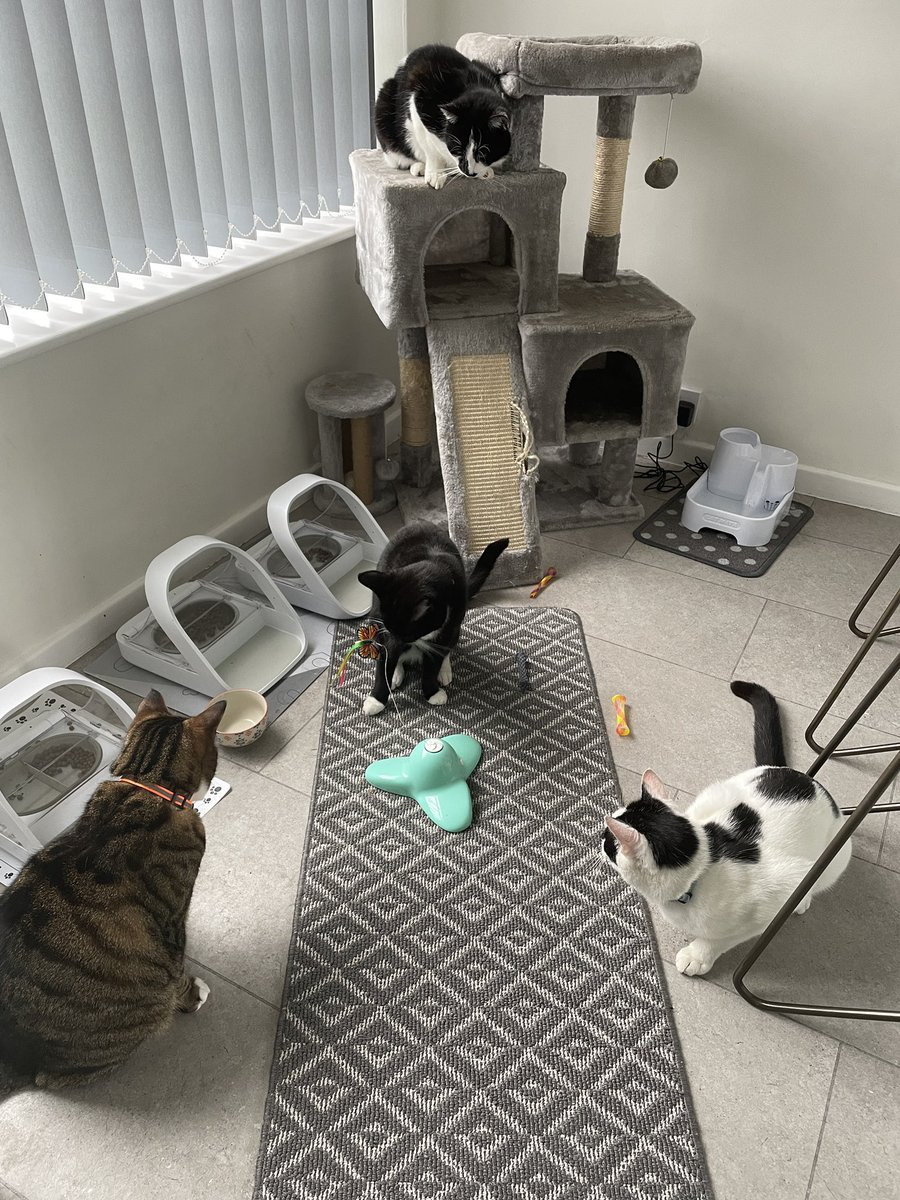 Indoor play for the furballs due to 🌧️🌦️
(Yes I should be fixing that timeline, what of it??? #writingcommunity #authorscommunity #catsofinstagram