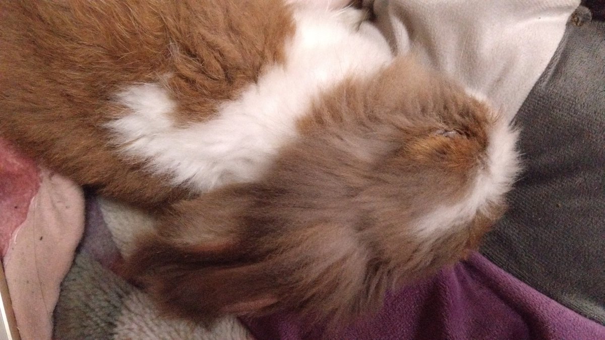 musaskss's tweet photo. こんな、おめめまでつむって爆睡中のまるちゃんを、あと１時間くらいしたら病院に連れてかないといけない。忍びない…… https://t.co/zjfv9E4tvP