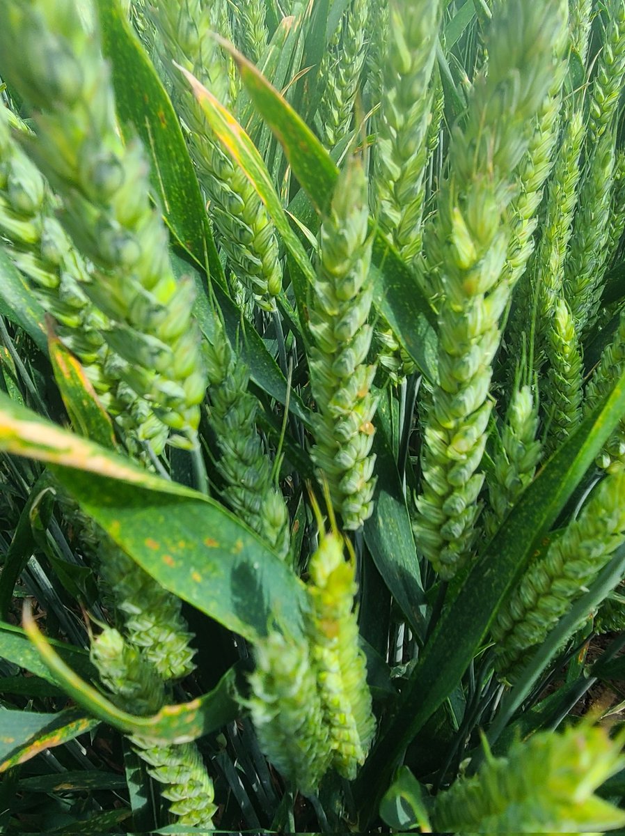 Qui va bientôt apparaître sur ces épis... #ergot