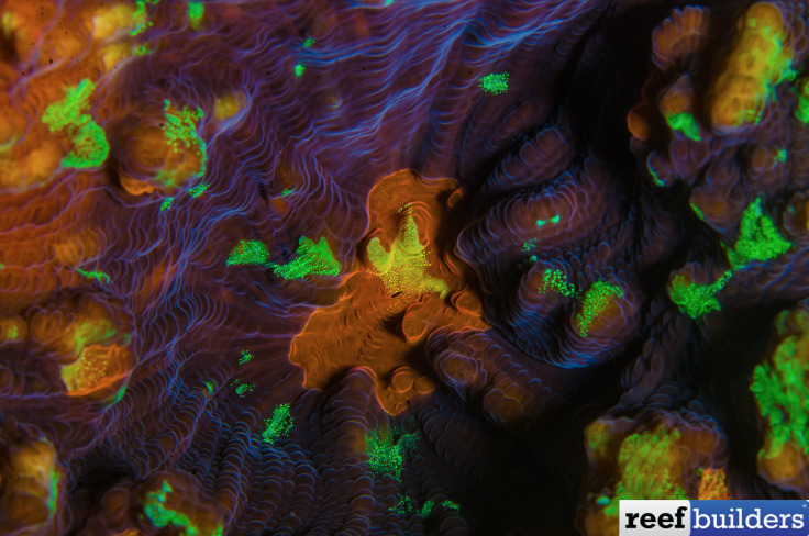 Reef Builders tweet media