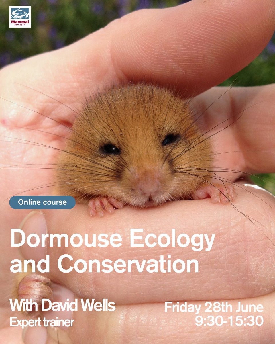 Are you interested in dormice? 

We're running a one-day course on the 28th June all about dormouse ecology, surveying and monitoring.

buff.ly/3RmwJAc 

Photo credit: L Jackson

#wildlife #nature #ecology #conservation #rodents #mammals