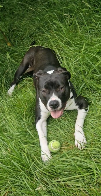 Sometimes you just can't be bothered playing feych anymore 😂 https://t.co/71aASwXHNZ<a href="/tag/dogsatpollingstations"class="tags"><span>#dogsatpollingstations</span></a>