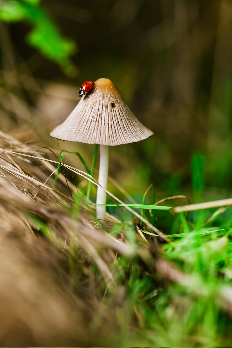 NatureWhispersz's tweet photo. Simply beautiful!
#mushrooms #GodMorningTuesday #naturelife https://t.co/3AuODMNqTo