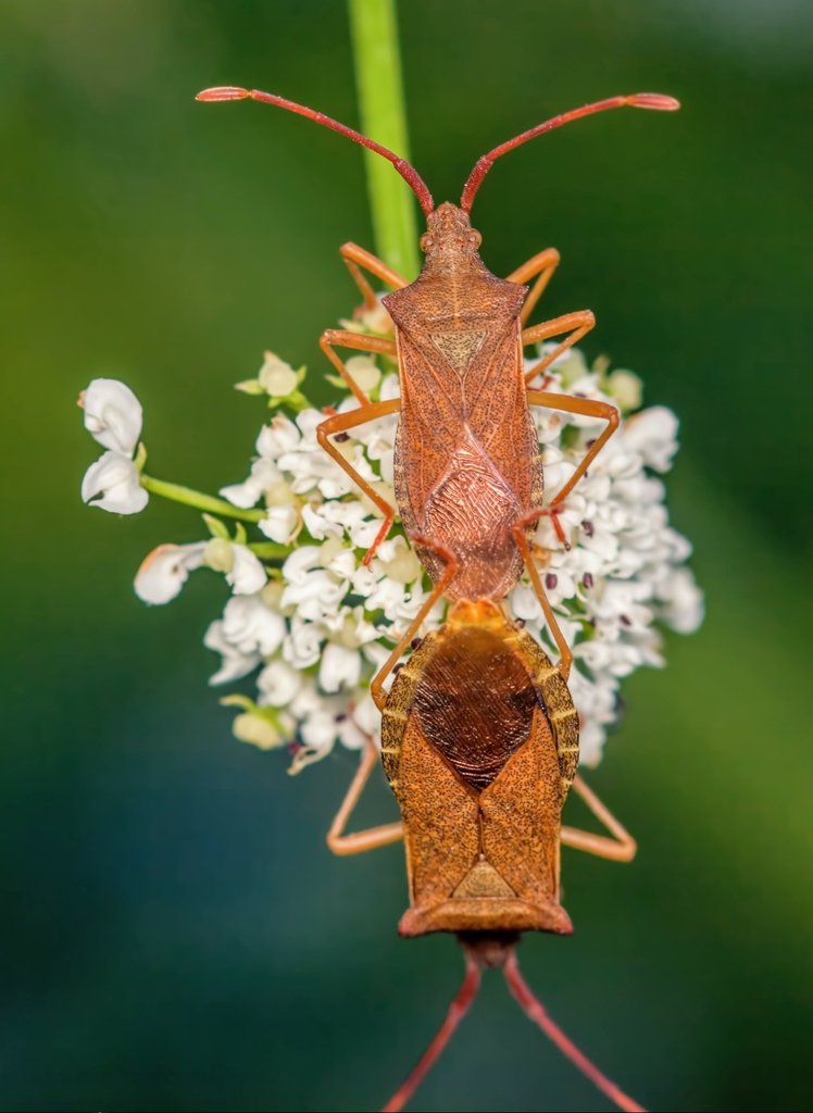 RigdenDebbie's tweet photo. I think this is a box bug, but not 100% sure, seen on my walk
#boxbug #squashbug #bugs #insects #wildlife #nature #bbcspringwatch #macrophotography #Entomology
@bbcspringwatch @bbcearth @bbcwildlifemagazine https://t.co/muju8NU9hj