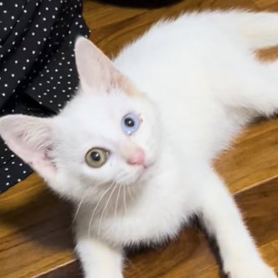 shi4ro6ma01's tweet photo. #新しいプロフィール画像 https://t.co/qUc1AYLBYG