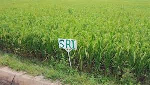 #Rice is vital for Africa &amp; Asia, climate change &amp; over-farming impact farming. Senegal leads with the System of Rice Intensification (#SRI), benefiting from reduced water use, higher yields, and lower pesticide use. Learn more: sri-2030.org context.news/nature/video/s…