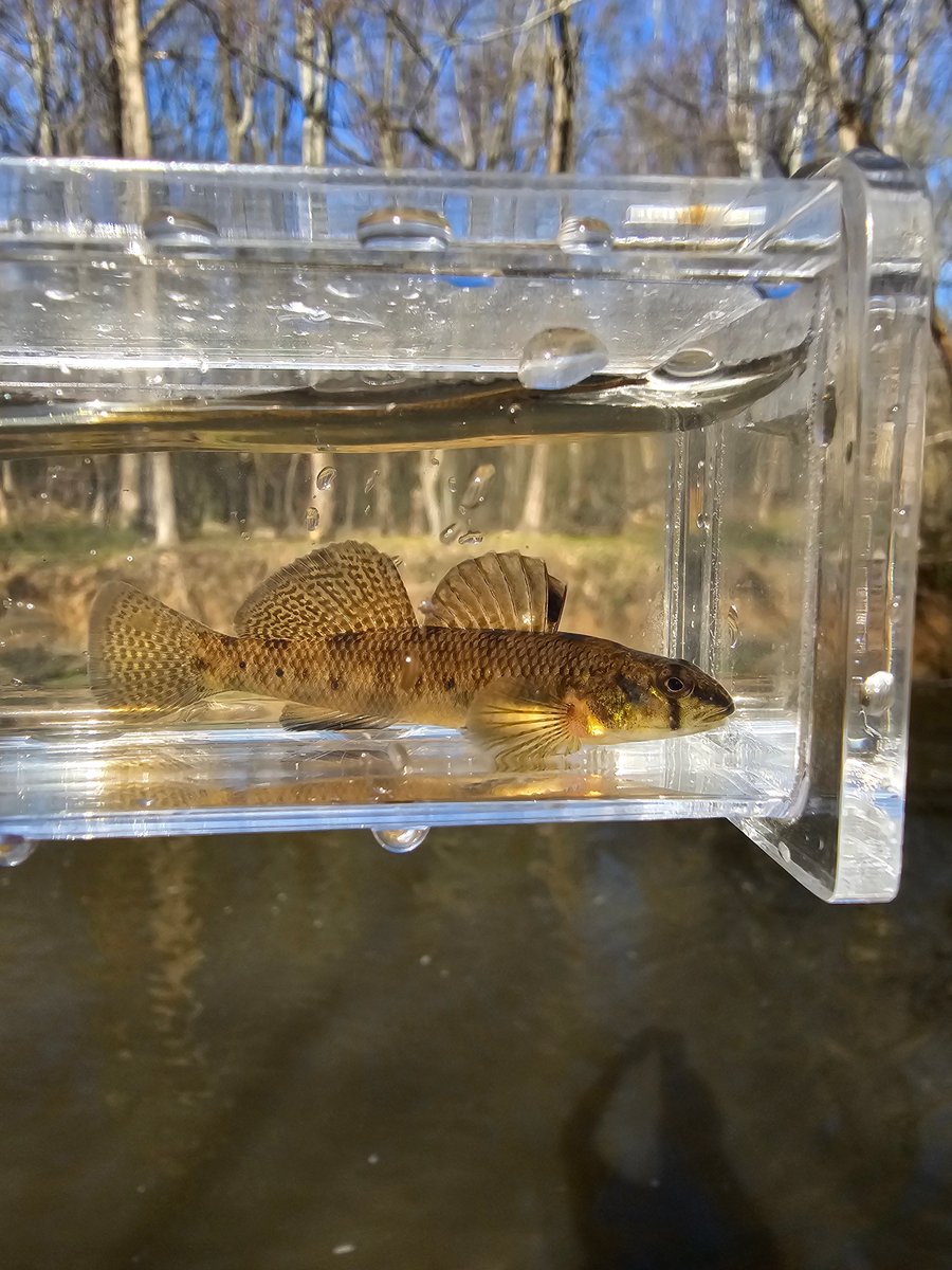 UMBCBiology's tweet photo. Spring field work by Payton Barry. A Tessellated, Fantail, Rainbow and a Greenside Darter
#UMBC #UMBCbiology #biology #science #bioscience #retrievernation #genetics #physiology #phagehunters #DrosophilaNeuro #cellmigration #CNMS #STEM #WomenInSTEM #biochemistry #matechoice https://t.co/pX1IMZXIrv