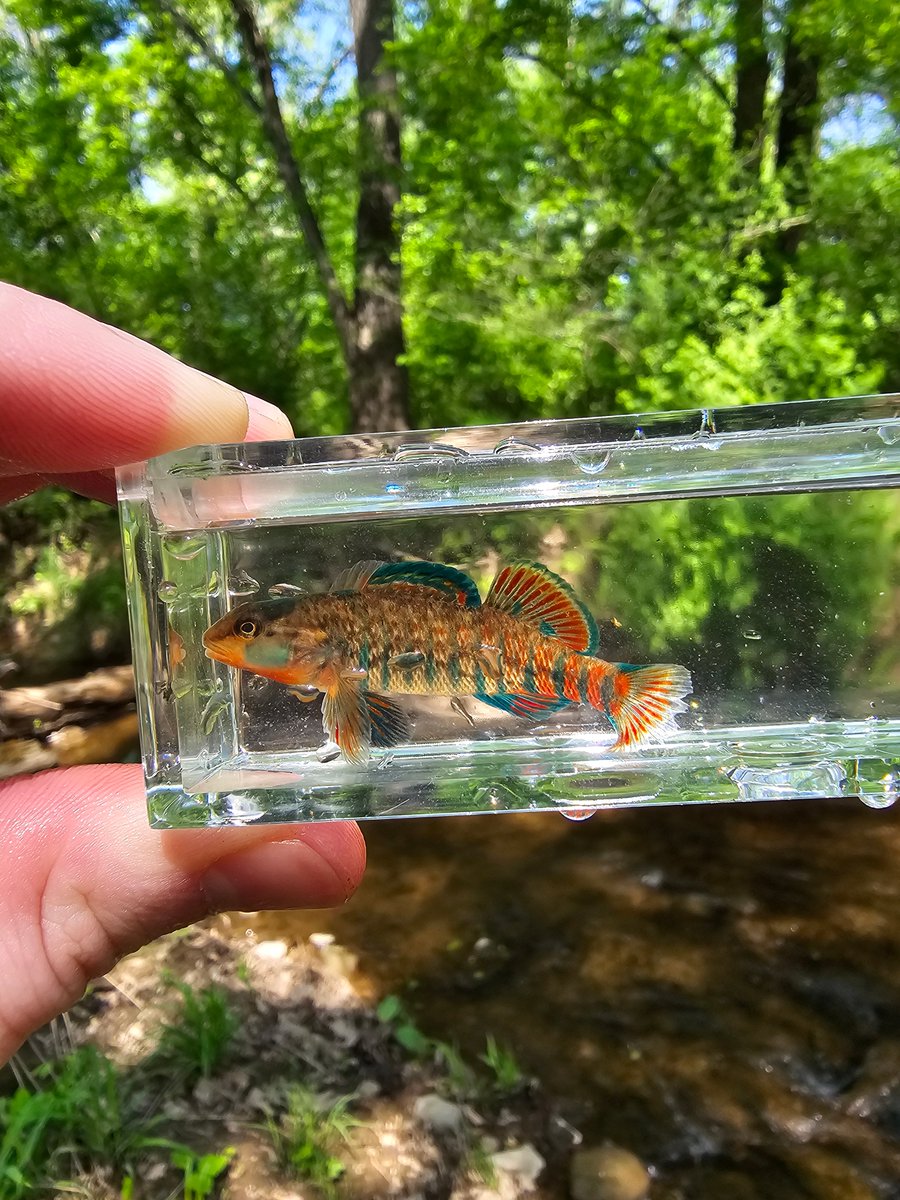 UMBCBiology's tweet photo. Spring field work by Payton Barry. A Tessellated, Fantail, Rainbow and a Greenside Darter
#UMBC #UMBCbiology #biology #science #bioscience #retrievernation #genetics #physiology #phagehunters #DrosophilaNeuro #cellmigration #CNMS #STEM #WomenInSTEM #biochemistry #matechoice https://t.co/pX1IMZXIrv