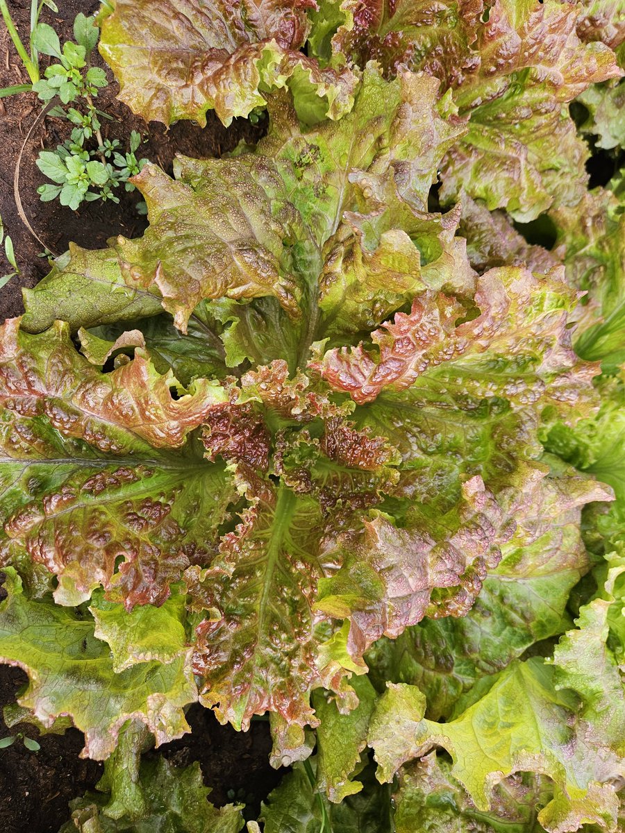 Al fin van a poder disfrutar de unas ricas lechugas moradas tiernas y a un precio justo
Se diferencian porque vienen en paquete de Granja Koeju o con cinta azul, las van a poder encontrar desde el viernes en
Super 6
Japon
Mundy
Mburucuja
Dely Market
Hiper
Los laureles
Madero
🇵🇾🧑‍🌾