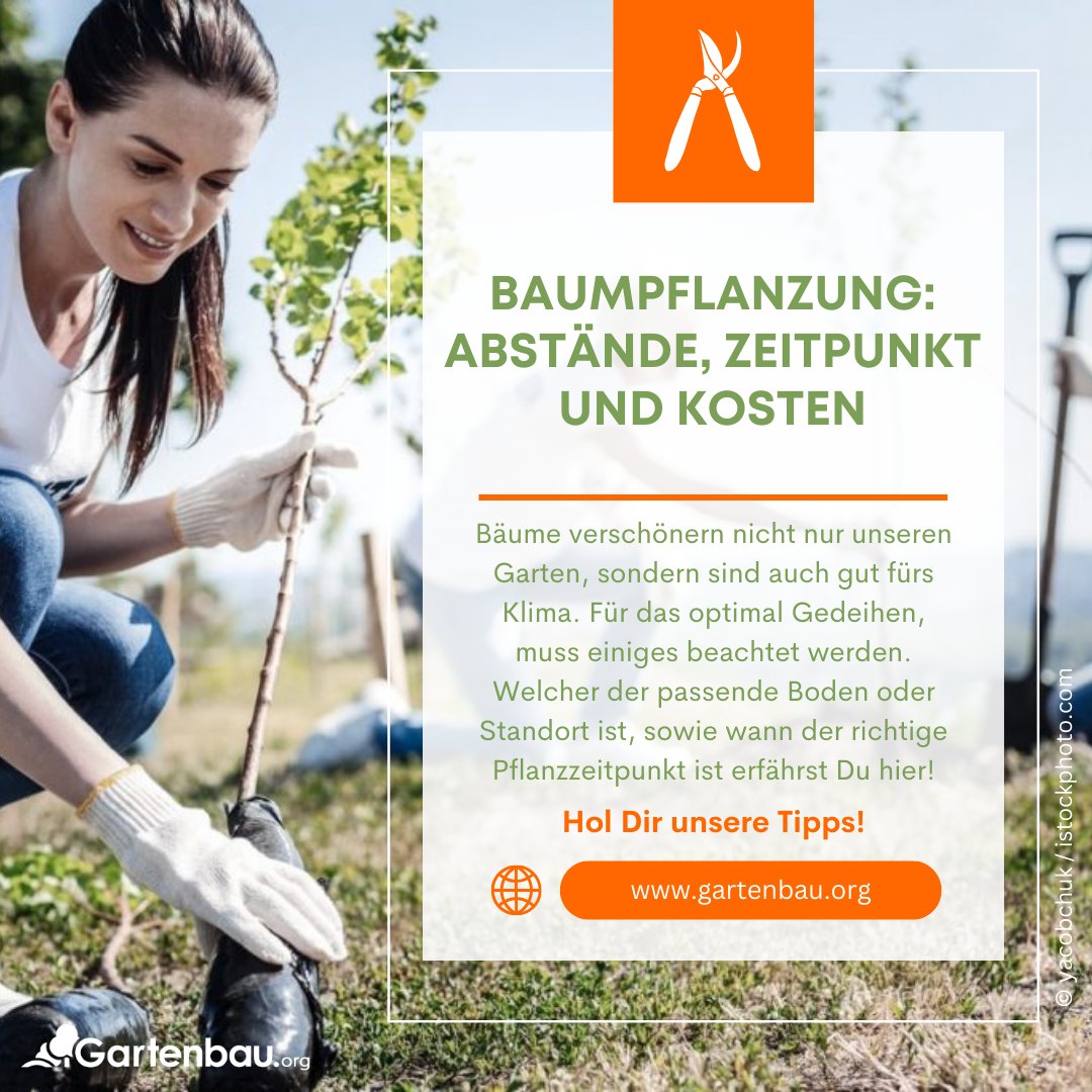 Gartenbau_org's tweet photo. Die richtige Baumpflanzung ist entscheidend für die Gesundheit und das Wachstum Ihrer Begrünung. 🌱 Doch wann ist der beste Zeitpunkt zum Pflanzen? Und was sind die Kosten für eine erfolgreiche Baumpflanzung?🌿💬
https://t.co/2kigSQYC69
#GartenbauOrg https://t.co/oSdJs2bbDW