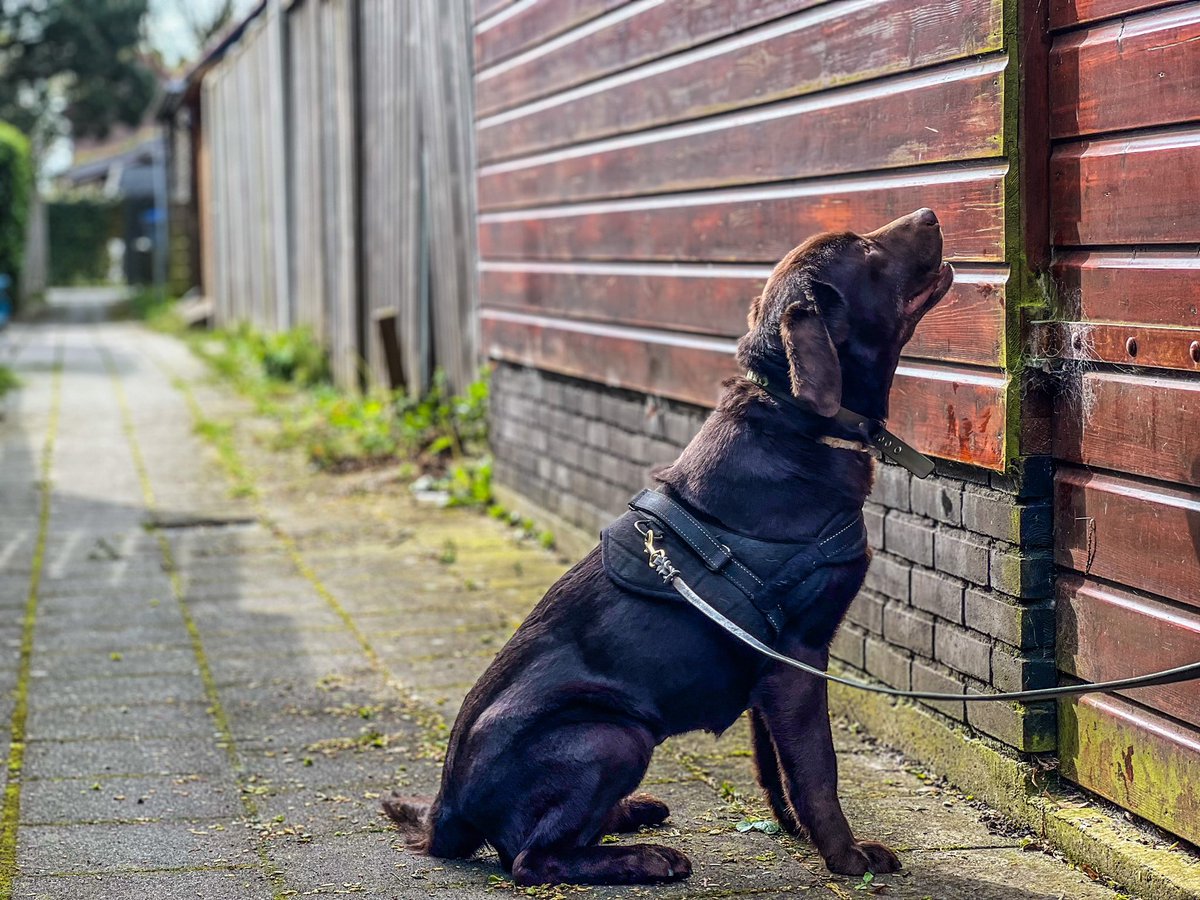 Another narcotica detection dog Kira, will be flying today to start her handler course training.  

#labrador #policek9 #justicedepartment #justitiehond #k9unit #k9handler #narcoticadetectiondog #narcoticsk9 #dogtraing #sifd #scentwork #scentimprintfordogs