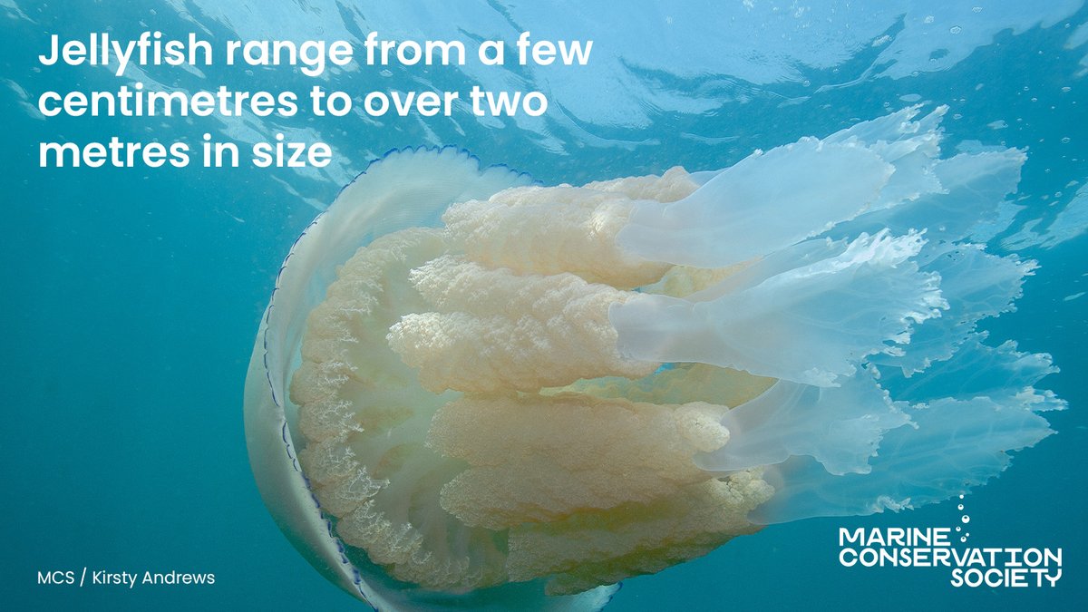 Summer’s here which means it’s #jellyfish season! If you see any be sure to let us know!  It’s easy to do, just hop on our website, ID the jelly and tell us a few details 👉 mcsuk.org/sightings 

In the meantime, check out some of these interesting facts about them