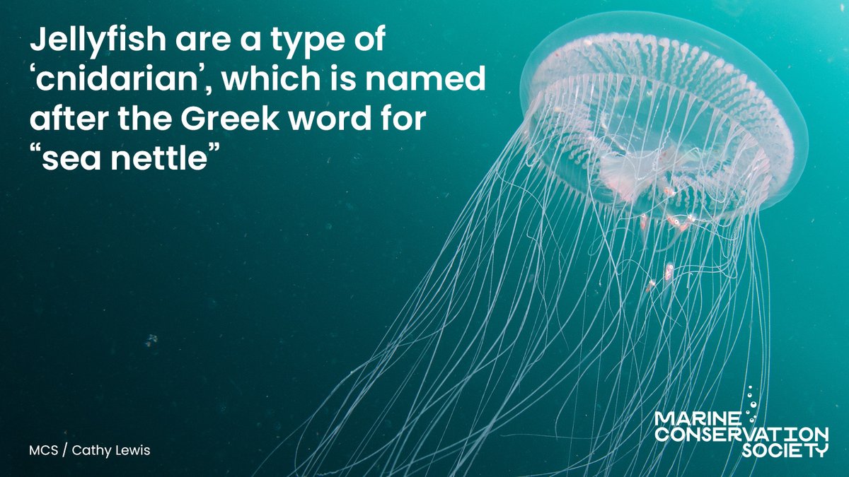 Marine Conservation Society tweet media