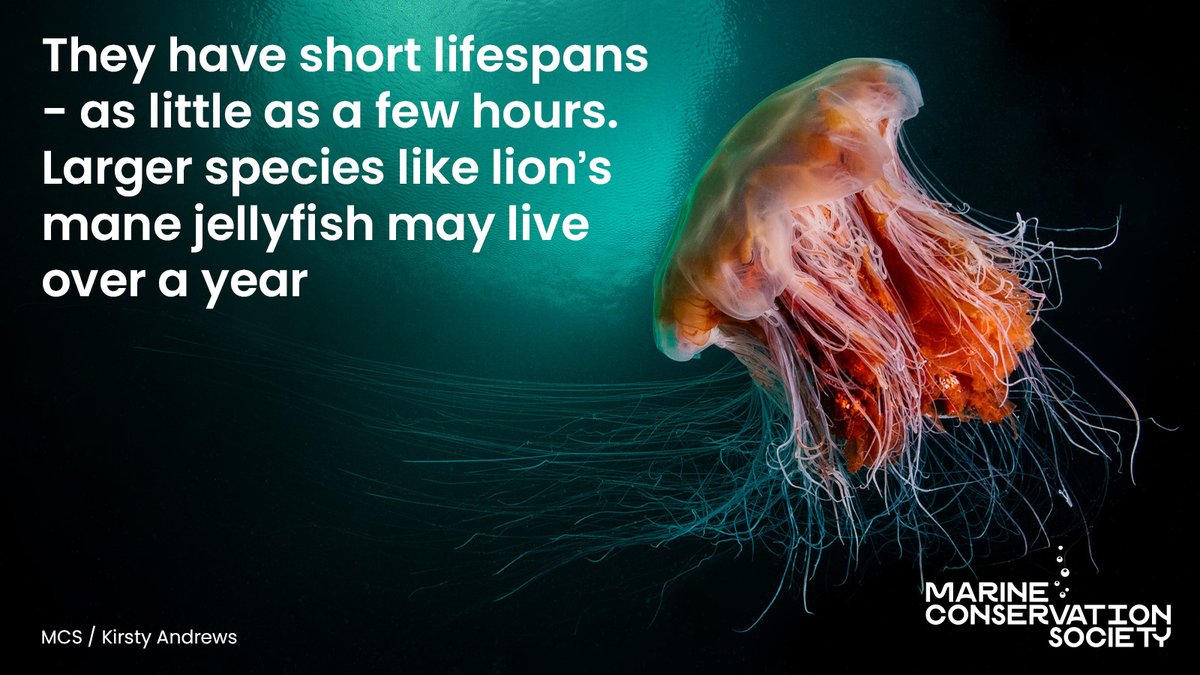 Marine Conservation Society tweet media
