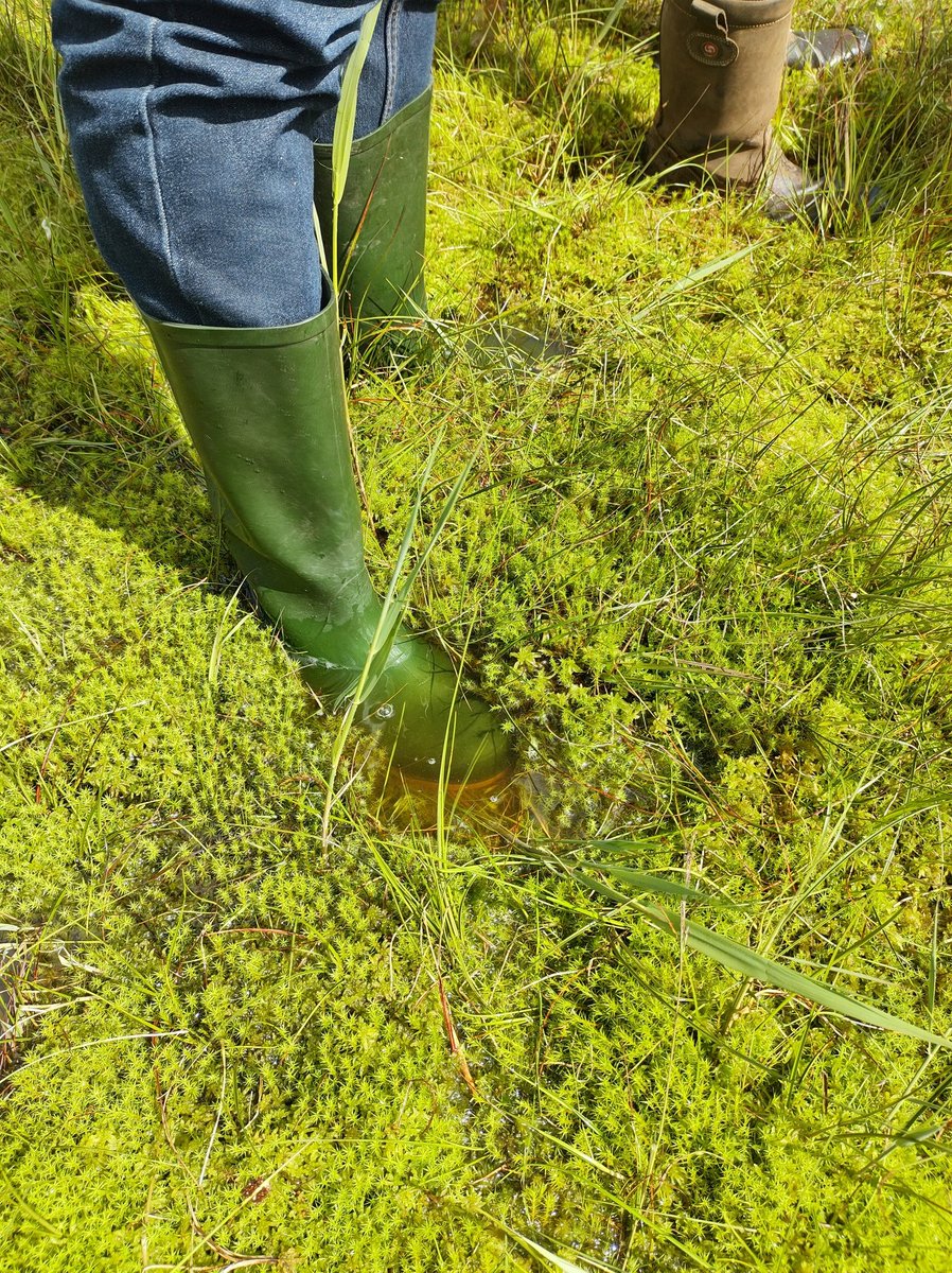 HarroPruijssen's tweet photo. Lopend op 'drijvend land' in de stille kern van Rottige Meente. In gesprek met @provfryslan en @staatsbosbeheer over #Nat2000 maatregelen
Schoon rivierwater Linde langs @weerribbenwiede in @ProvOverijssel zorgt voor meer soorten van trilveenvegetaties
#samenwerken #kennisdelen https://t.co/8qARBT7iVk