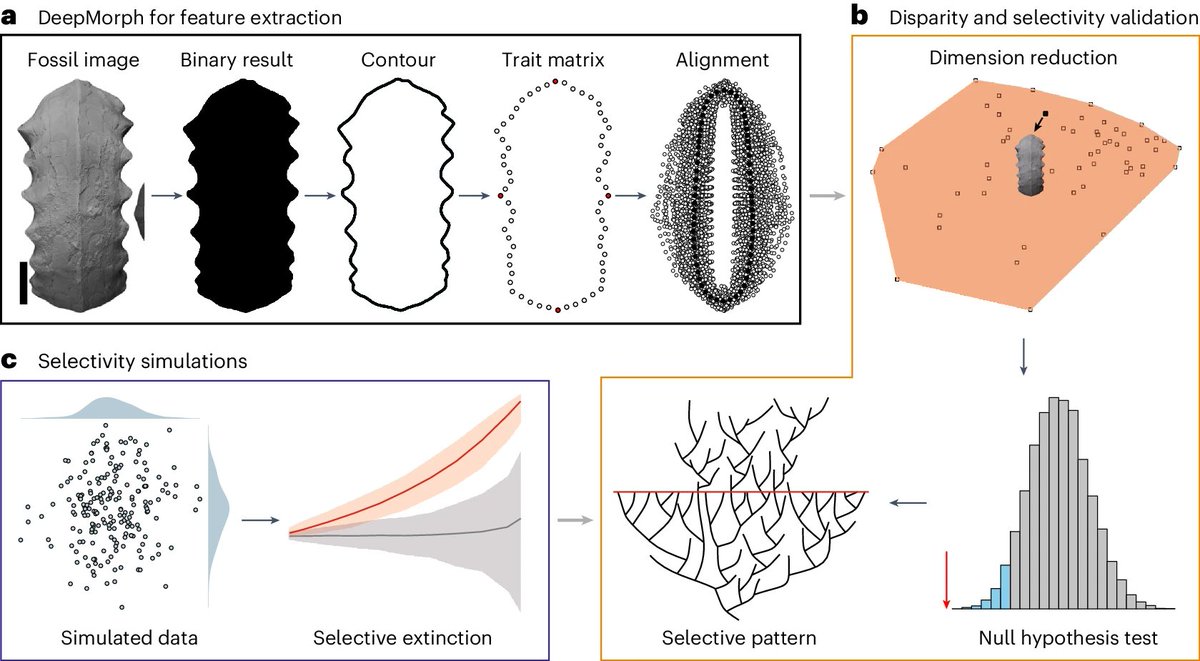 NatureEcoEvo tweet media