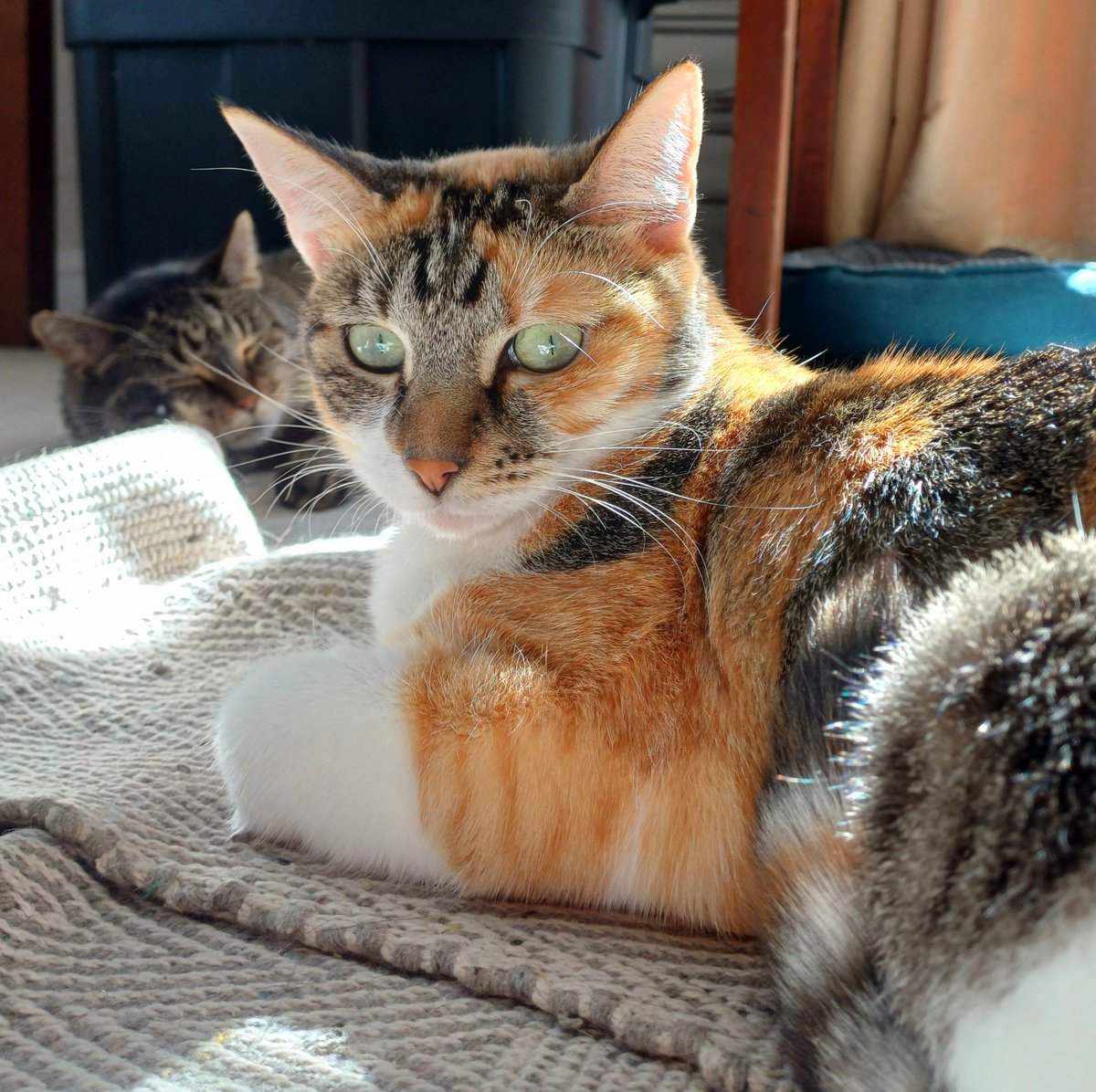 kitcatpuzzle's tweet photo. 2 cats are better than 1 😸😼

#catsiblings #twosometuesday #catlife #catsnapping #catantics 

https://t.co/zRQCT2Bfrz https://t.co/xoVw4NFDNA