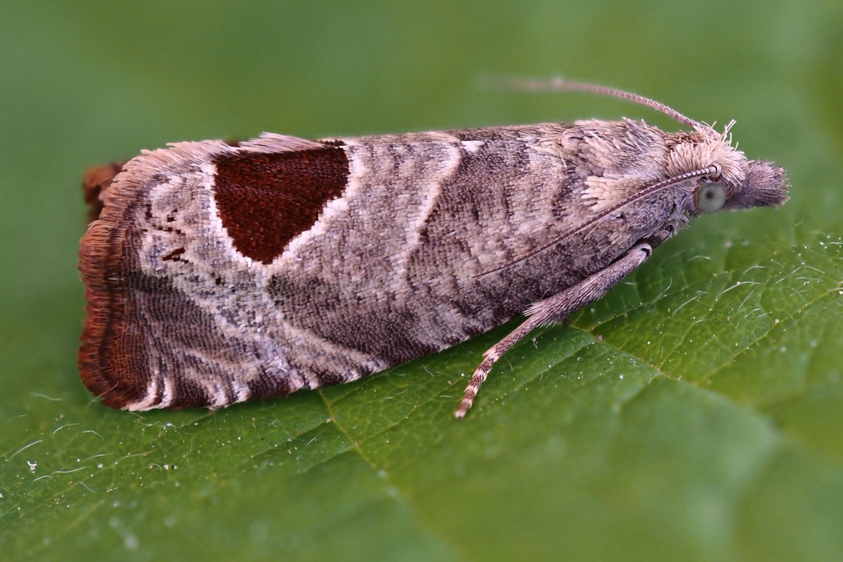 stevethemoth's tweet photo. Some nice micro moths from the last few days. A better year for them this year despite the cold nights https://t.co/VpN9Dv3Bck