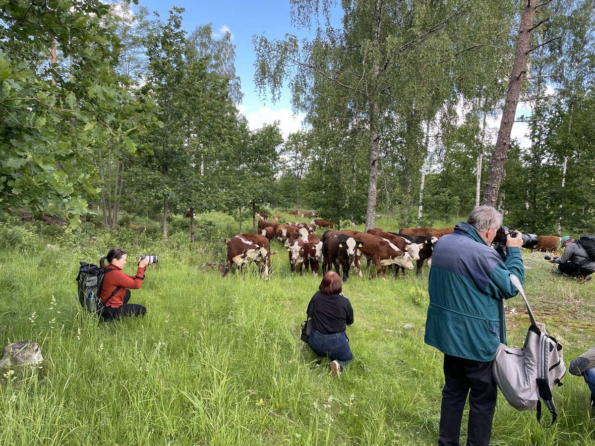 #Luonnonlaidunpäivä ’n mediatilaisuus keräsi tänään sankan joukon tiedotusvälineiden edustajia. Kiitos kaikille järjestäjille, mukana myös ⁦<a href="/SLC_lantbruk/">SLC</a>⁩ ja ⁦<a href="/MTKry/">MTK</a>⁩ . Muista luonnonlaidunpäivä la 15.6.!