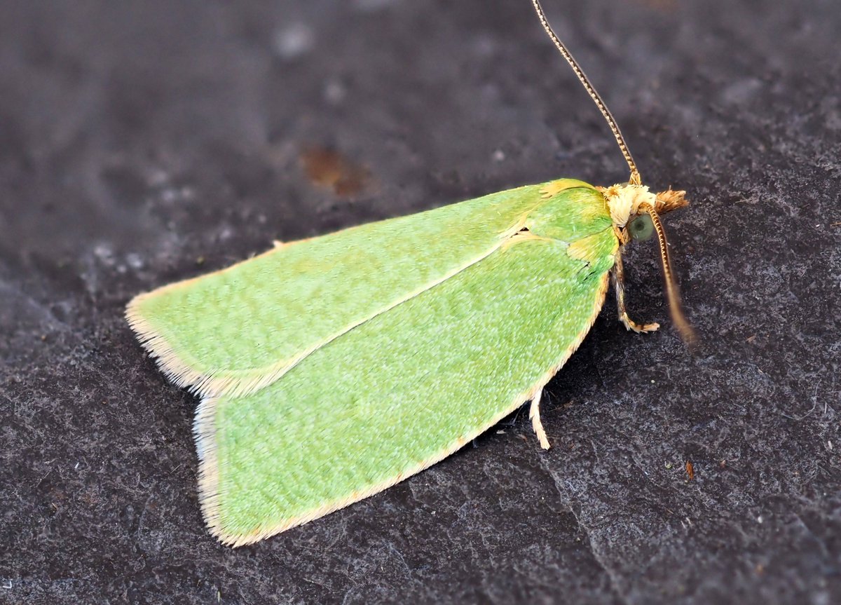 stevethemoth's tweet photo. Some nice micro moths from the last few days. A better year for them this year despite the cold nights https://t.co/VpN9Dv3Bck