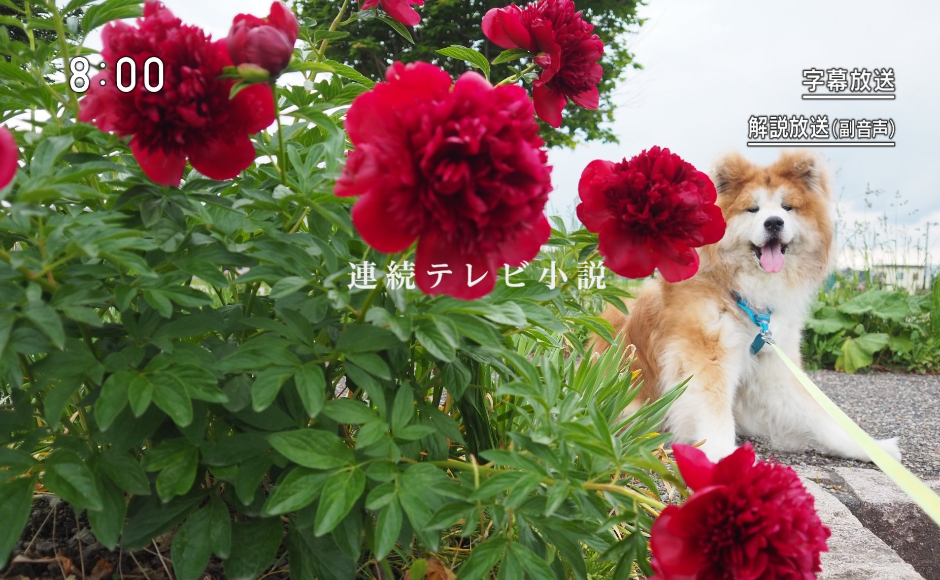 犬さん (@inusan__) / X
