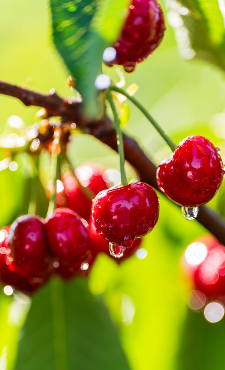 DiscoverYantai's tweet photo. 🍒#Yantai's big #cherries hit the market now!🍒
#Fushan District, as the main production area of big cherries, boasts an annual output of up to 90,000 tons. Please come and enjoy these sweet juicy fruits which have a rich and aromatic flavor! 😋🤩🍒🍒#ProduceOfYantai 
(Source: Yantai Culture and Tourism Authority, Photo by Xiao Cao, Tai Benmin)