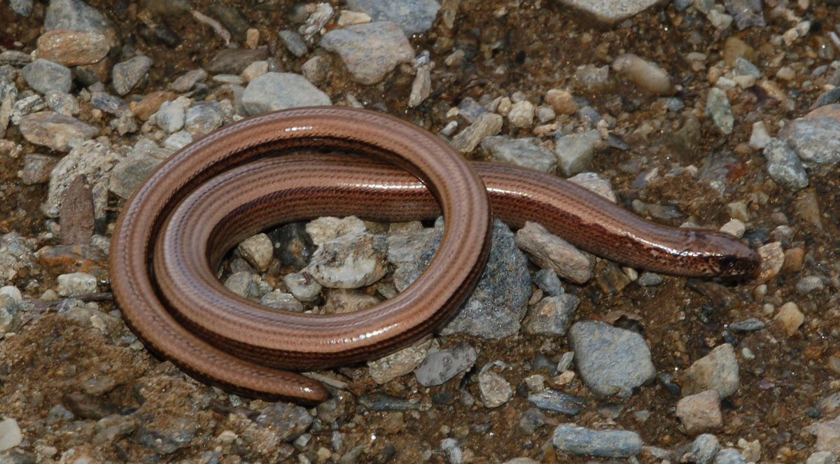 FabGiagnoni's tweet photo. L'#orbettino è una #lucertola che nell'evoluzione ha perso le #zampe, scambiata quindi spesso per un #serpente. Può rinunciare fino al 60% del suo corpo per sfuggire a un #predatore. Nel passato era considerato velenoso e cieco.
#Natura #Wildlife #IoSonoAmbiente #IoSonoTerra https://t.co/0hVJine1VC