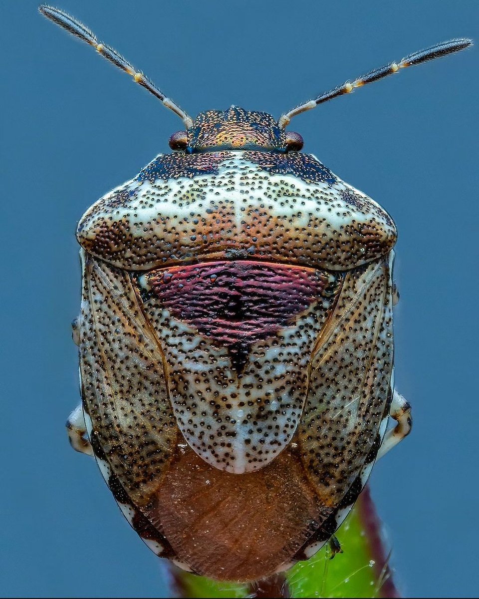 Woundwort Shieldbug - Eysarcoris venustissimus

Another cotswolds post, and today it's a rather cool, super small shieldbug. Easy the smallest I have come across. 

Stacked image 33 shots at diff 1 on the <a href="/omsystem/">MANISH SOLANKI</a>.cameras OM1 mark 2 90mm 3.5f pro macro and #cygnustechdiffuser