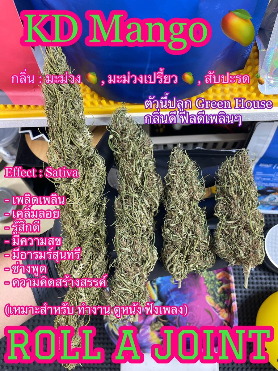 bobbgirl_'s tweet photo. 🥦KD Mango 🥭 

กลิ่นของตัวน���้จะออกไปทาง มะม่วง 🥭 , มะม่วงเปรี้ยวๆ ผลไม้ที่มีผลเปรี้ยวนำหวานตาม ประเภทสับปะรด 🍍 ตัวนี้ฟีลดีเหมาะกับคนชอบ Sativa ค่ะ 

🛒 https://t.co/Cn7SLpZ4R8

#กัญชาออแกนิค #โอจี #กัญชาราคาถูก #กัญชาราคาส่ง #ขายกัญชา #กัญชากรุงเทพ #กัญชาเชียงใหม่ #กัญชาog #กัญชา #กัญชาตาก #กัญชาสระแก้ว #กัญชาขอนแก่น #กัญชาน่าน #กัญชากทม #พันลำ #ลีน #น้ำกระท่อม #กัญชาหาดใหญ่ #กัญชาพัทยา #กัญชาใต้ #กัญชารังสิต #กัญชาภูเก็ต #กั���ชานอก #กัญชาโอจี #กัญชากำแพงเพชร #กัญชานครสวรรค์ #กัญชาไฟฟ้า  #กัญชาเชียงราย #กัญชาบางนา #กัญชารังสิต #กัญชาเอกมัย #กัญชาลาดกระบัง #กัญชาดินแดง #กัญชาทองหล่อ #กัญชาสุขุมวิท #กัญชาพระประแดง #กัญชาลาดพร้าว #กัญชาเอกมัย #กัญชาห้วยขวาง #กัญชาดินแดง #cannabisCommunity #OG #420hk